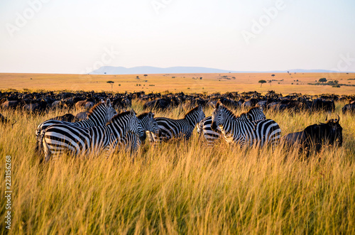 Herd of Zebras in Masai Mara