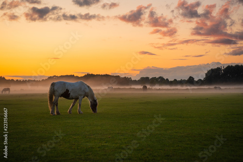 Horses Grazing At Sunset