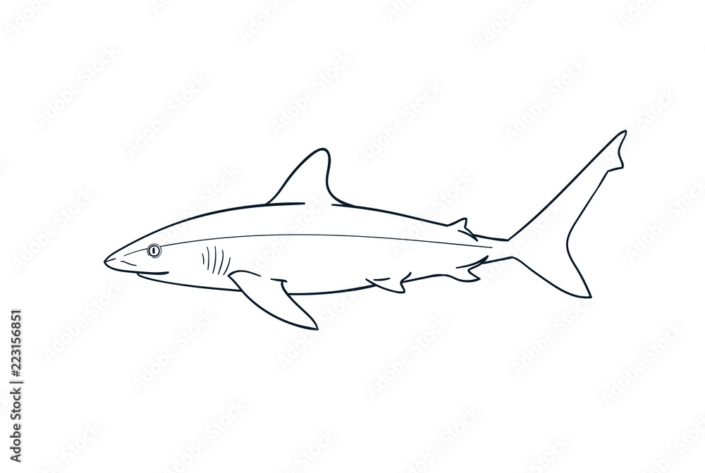 Fototapeta premium Gray reef shark fish vector
