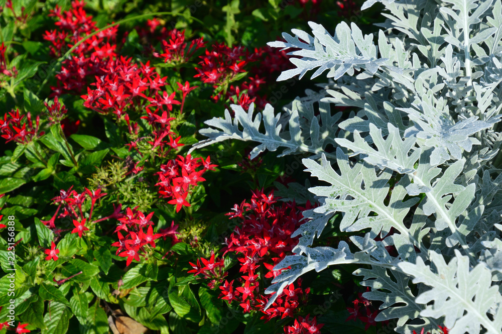 ペンタスの赤い花 緑の葉っぱ シロタエギクの白い葉っぱの３色がある風景 Stock Photo Adobe Stock