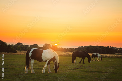 Horses Grazing At Sunset