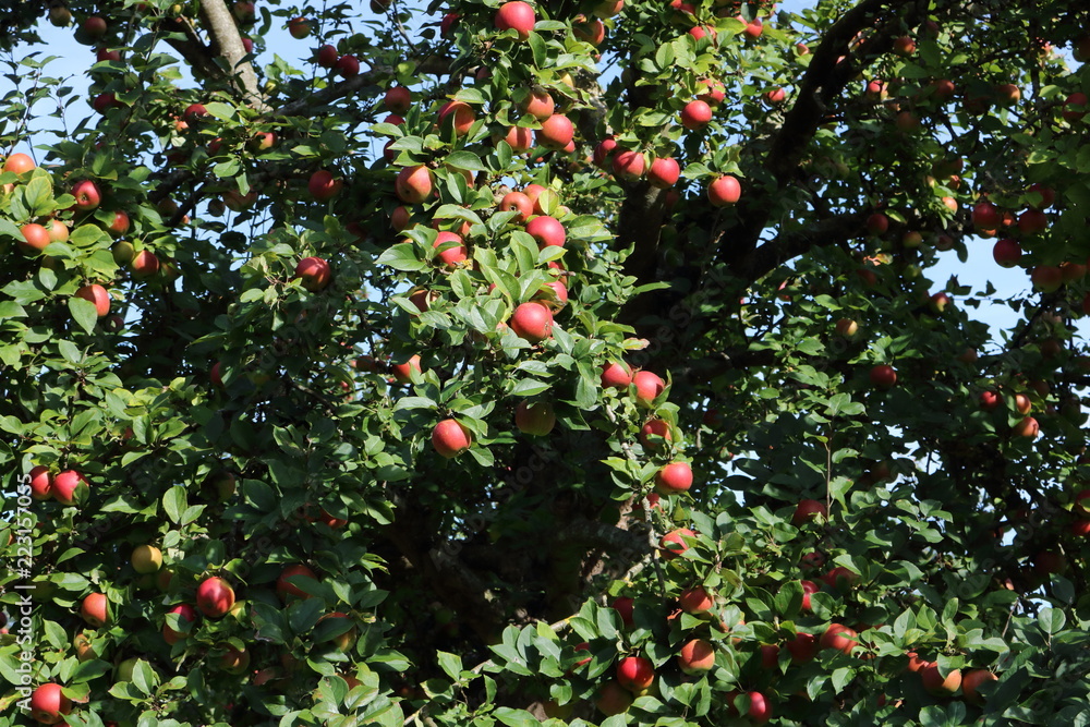 Reife Äpfel