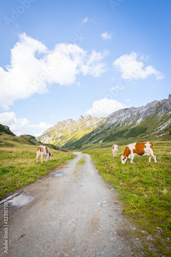 Almlandschaft in Salzburg: Wanderweg, Kühe, Berggipfel, Almwiese und blauer Himmel