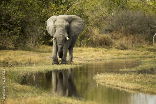 Elephant in the Okavango delta