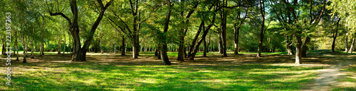 Panorama of the forest in the early autumn. Birches and oaks in the park. Panorama of the forest landscape in the early autumn. Nature in the form of grass and trees in the park. © Evgeniya369