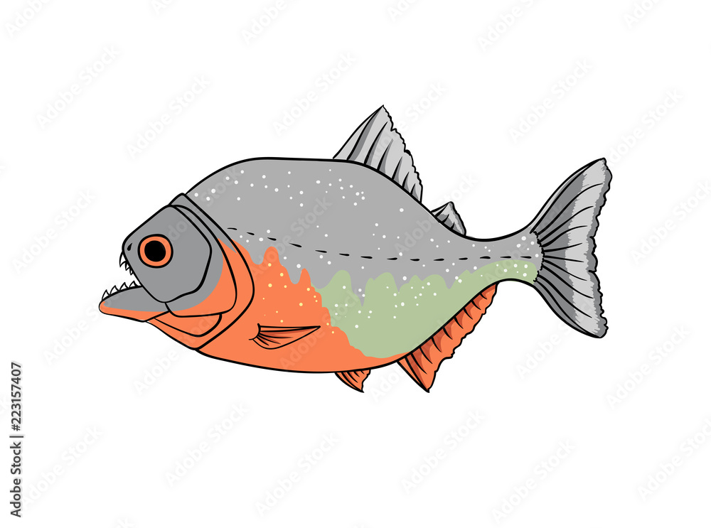 Fototapeta premium Red piranha vector isolated on white