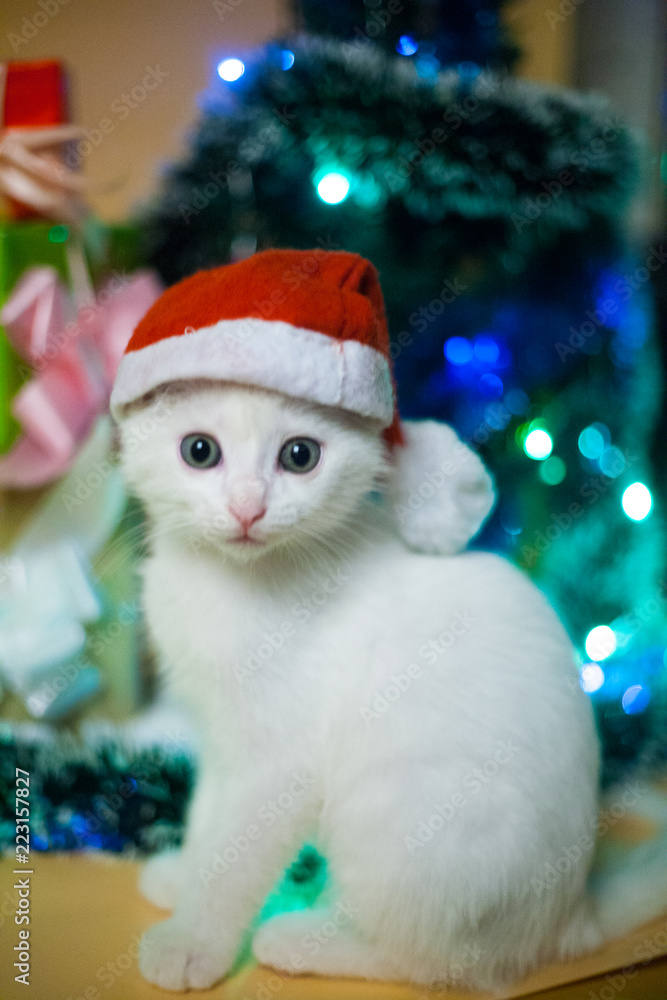 Christmas cat in red santa's hat near christmas tree Christmas cat in red santa's hat near christmas tree