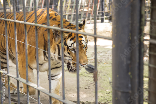 Siberian tiger captive at the zoo