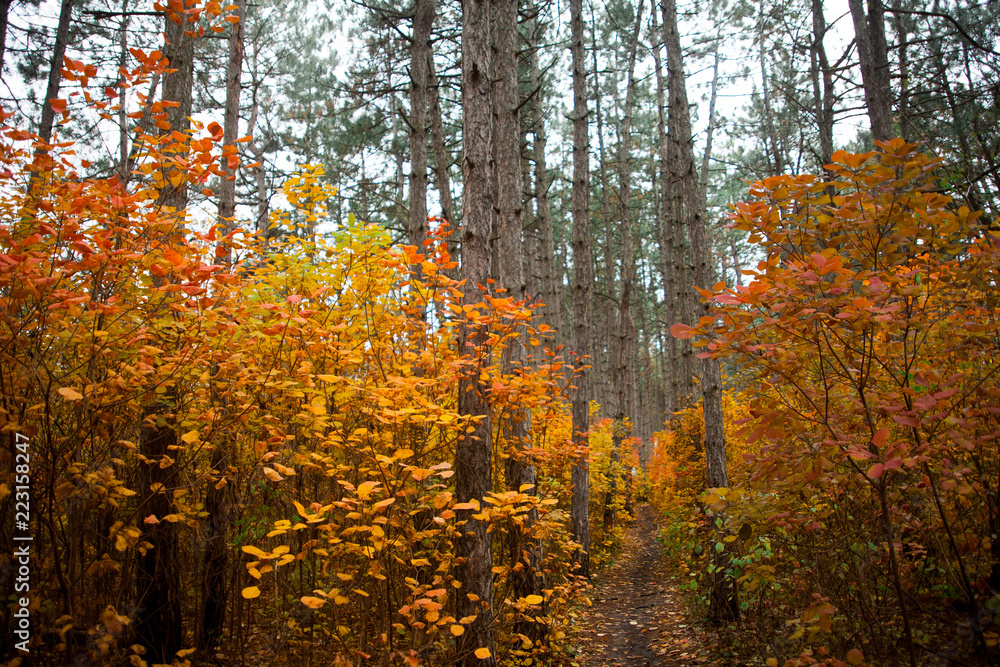 Fototapeta premium Trees in the forest,at autumn