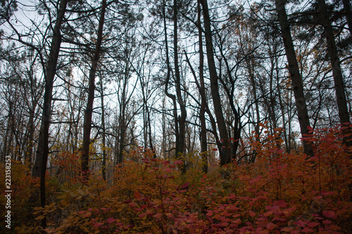 Trees in the forest at autumn