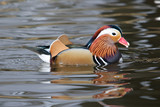 Multiple reflections of the beautiful colors of a male mandarin duck