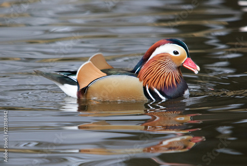 Multiple reflections of the beautiful colors of a male mandarin duck