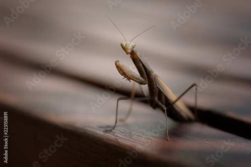 praying mantis sitting on a textured wooden surface