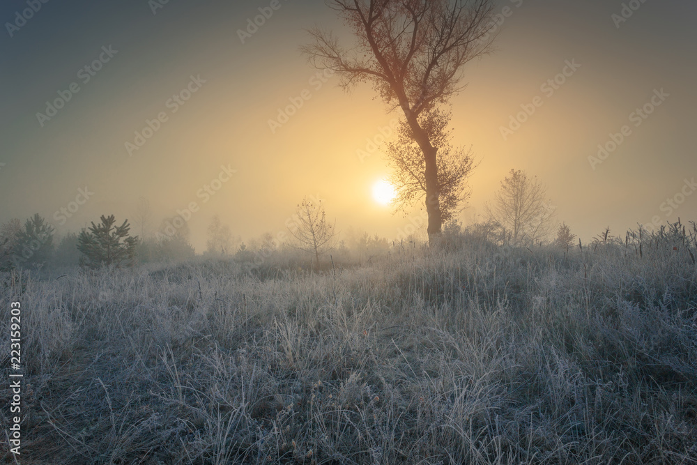 Beautiful autumn sunrise landscape with single tree on foggy meadow and hoarfrost on the grass. Beautiful autumn sunrise landscape with single tree on foggy meadow and hoarfrost on the grass.