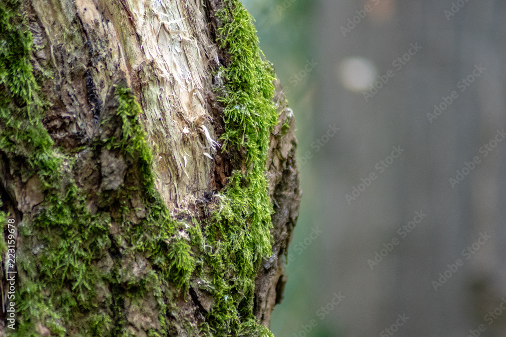 Tronco Albero Tronco Albero