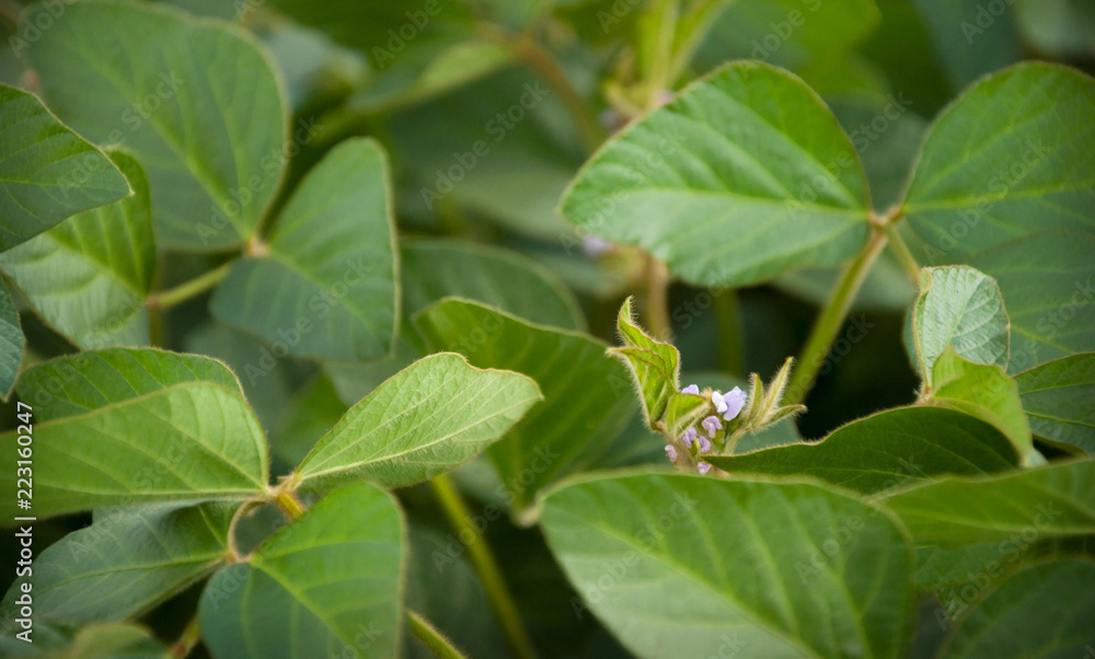 A lot of soybean flowers on the soybean plant. Green flowering soybeans. the inflorescence of a soy plant with flowers peeps out from under the leaves on the field. A lot of soybean flowers on the soybean plant. Green flowering soybeans. the inflorescence of a soy plant with flowers peeps out from under the leaves on the field.