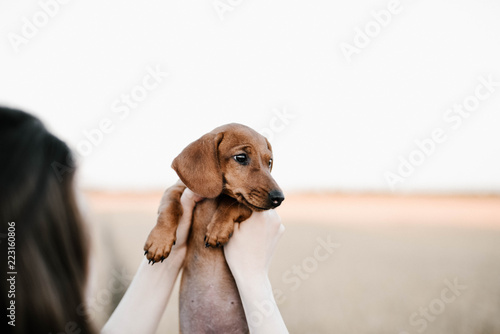 dachshund 