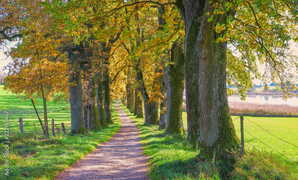 Fototapeta premium Eichenallee am Egglburger See im Herbst