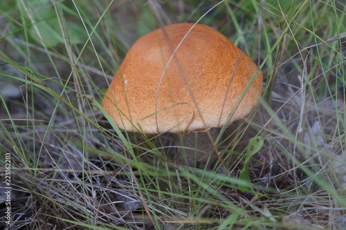 mushroom in grass