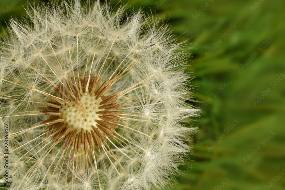 Dandelion without seeds in heart shape