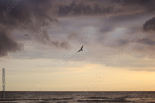 couple of birds flying above the sea at sunset at cloudy day