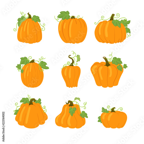 Set of simple yellow pumpkins with leaves and vines. Isolated on white background. Different shapes.