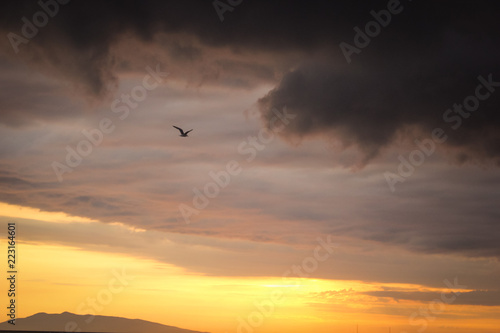 bird flying feathered sunset sky clouds