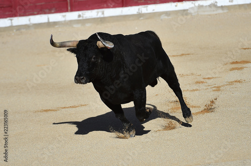 bull in spain witg big horns