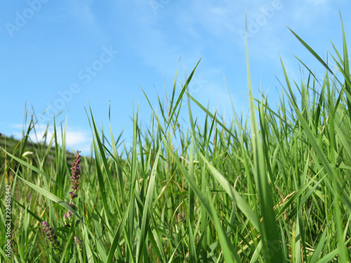 Fresh green grass growing in the mountains against the blue sky, close-up. Alpine landscape