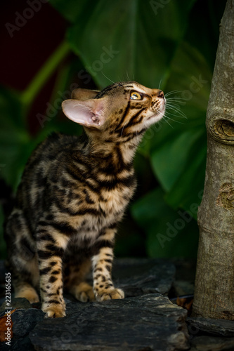 Bengal Kitten in Jungle