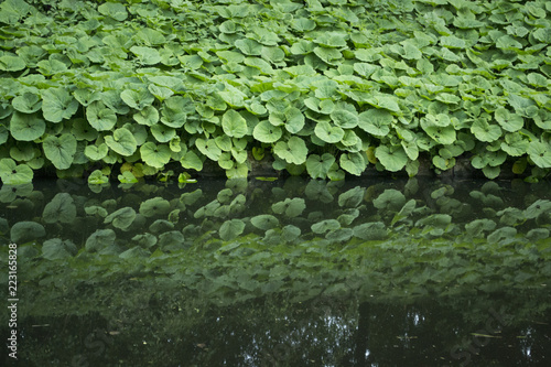 Pestwurz Pflanzen Ufer Teich photo