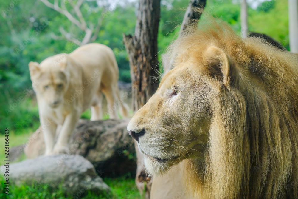 Pair of adult Lions in zoological garden Pair of adult Lions in zoological garden