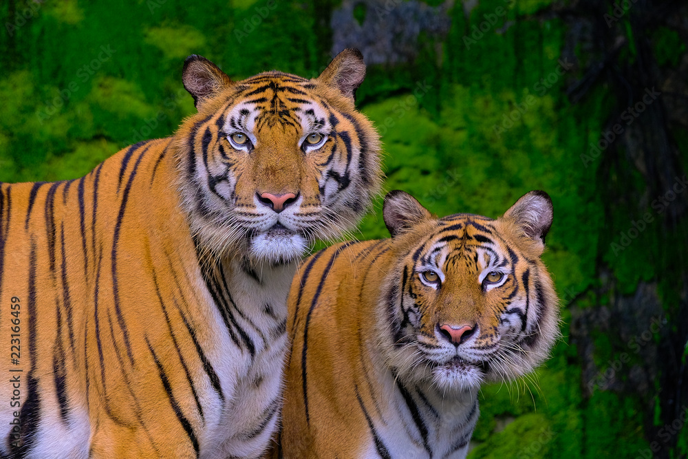 Tiger portrait of a bengal tiger in Thailand Tiger portrait of a bengal tiger in Thailand