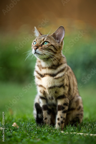 Bengal Cat outdoor © Andreas Krappweis