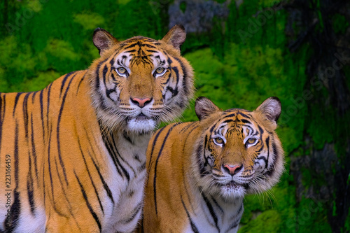 Tiger portrait of a bengal tiger in Thailand