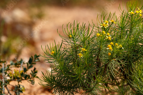 Green leaves with yellow flowers