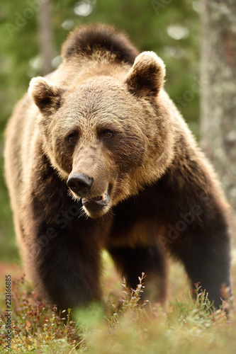 brown bear closeup in forest