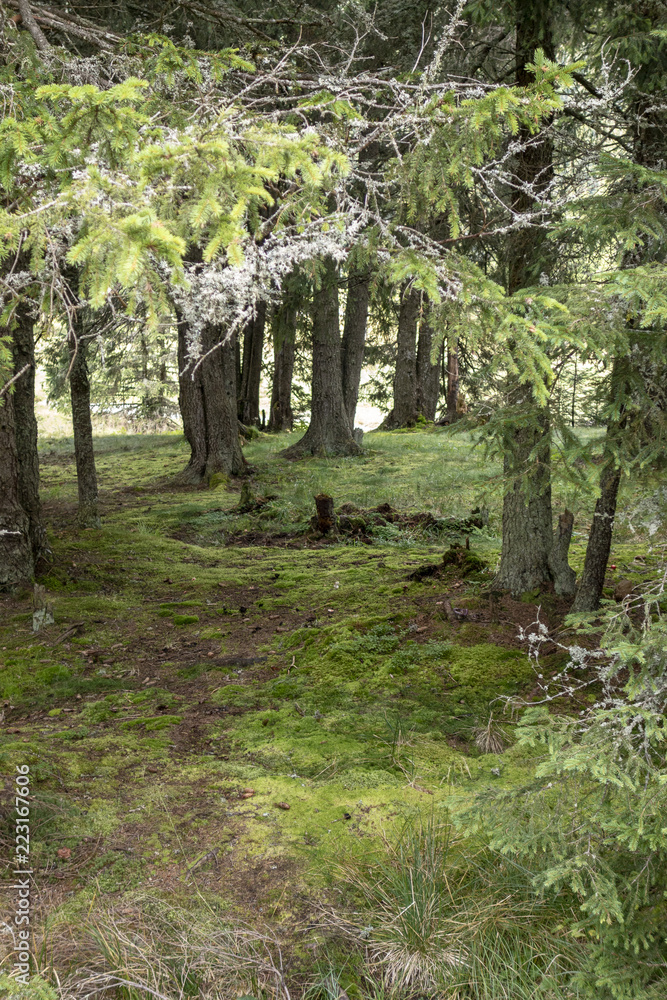 Fototapeta premium Forest trees in Bucegi mountains, Romania, Spring day