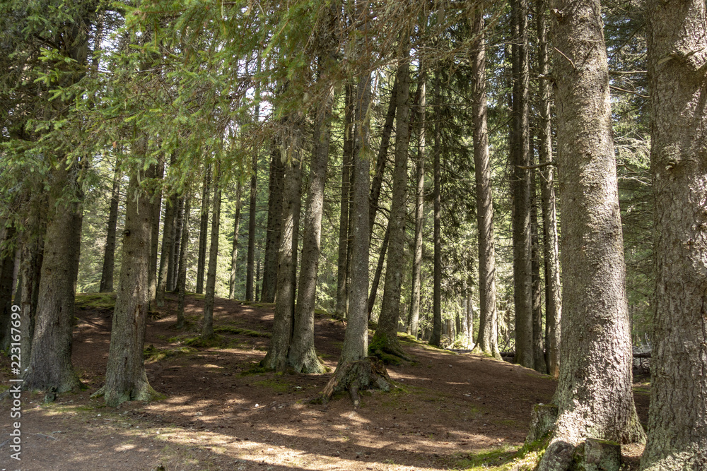Forest trees in Bucegi mountains, Romania, Spring day Forest trees in Bucegi mountains, Romania, Spring day