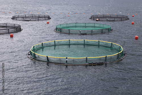 Cages for fish farming and fish farm