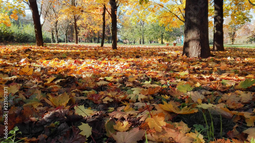 Colorful autumn leaves on the ground