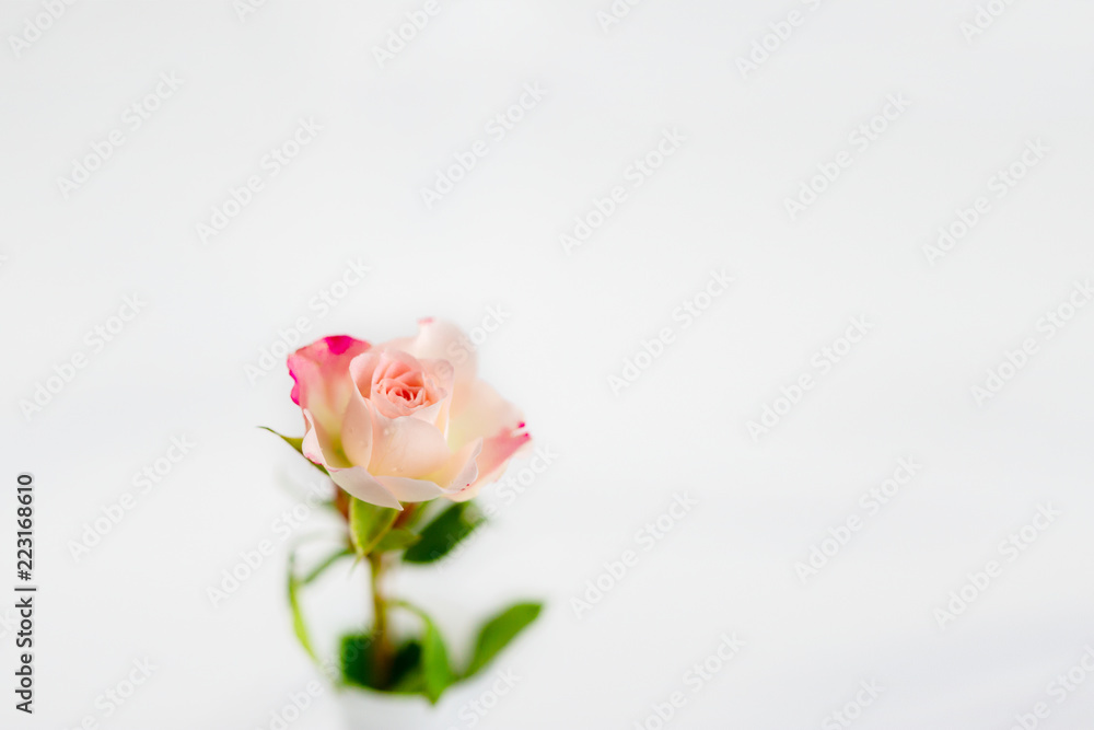 Fototapeta premium pink roses on a light background