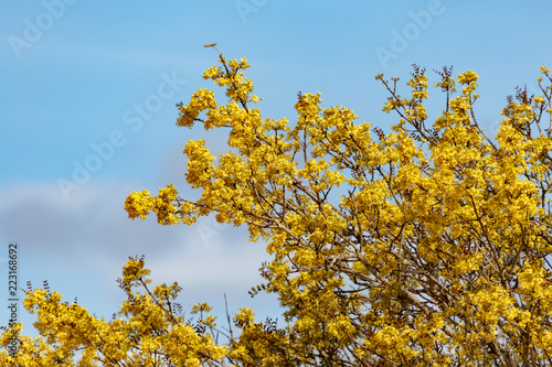Bunch of yellow flowers growing on a big tree