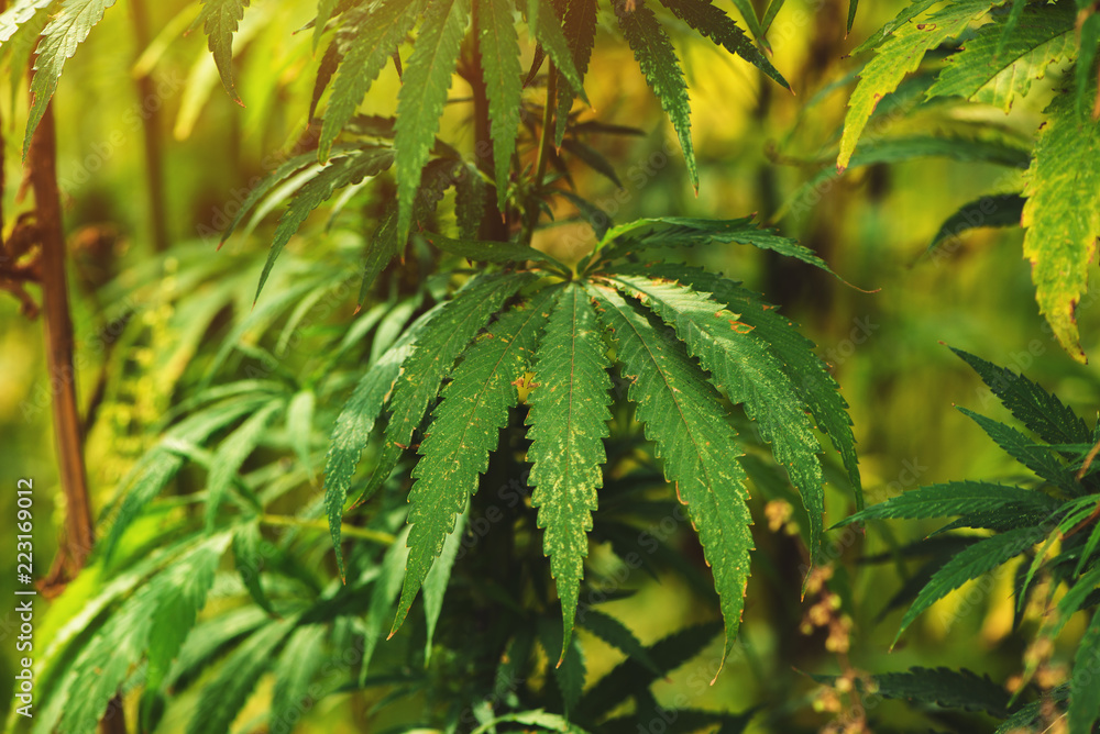 Cannabis hemp male plant leaf Cannabis hemp male plant leaf