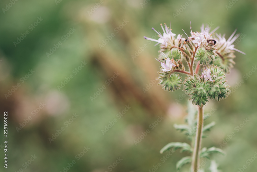 Phacelia tanacetifolia blooming Phacelia tanacetifolia blooming