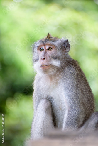 monkey © Michal