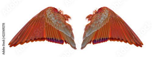 wings of birds on white background