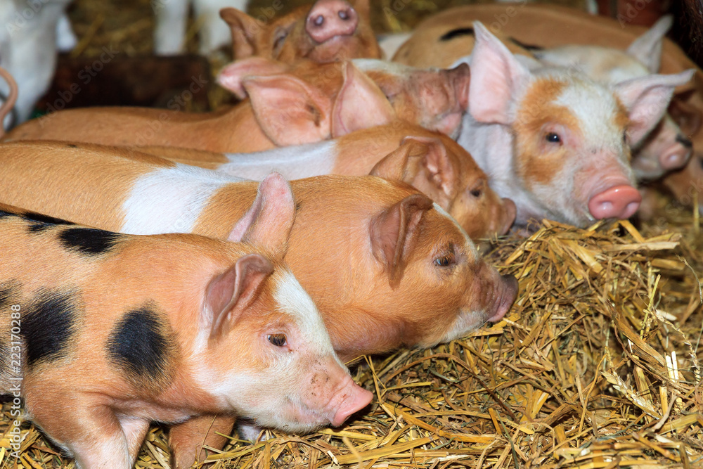 Very cute little newborn piggy pigs (sus scrofa) in a petting zoo in the Netherlands Very cute little newborn piggy pigs (sus scrofa) in a petting zoo in the Netherlands