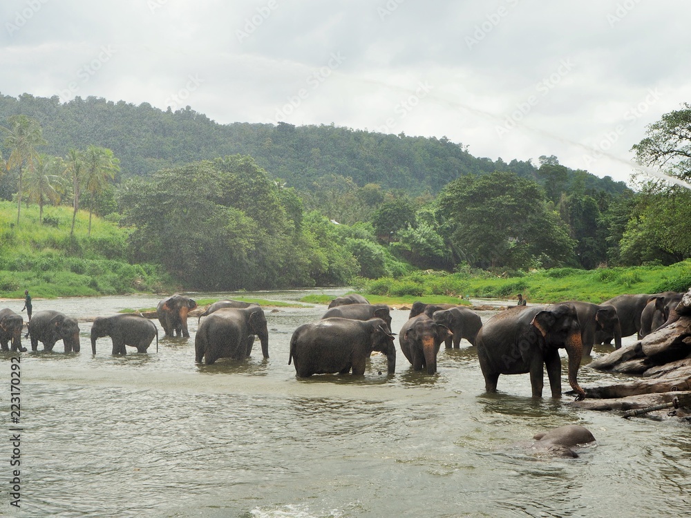Obraz premium Pinnawala Elephant Orphanage
