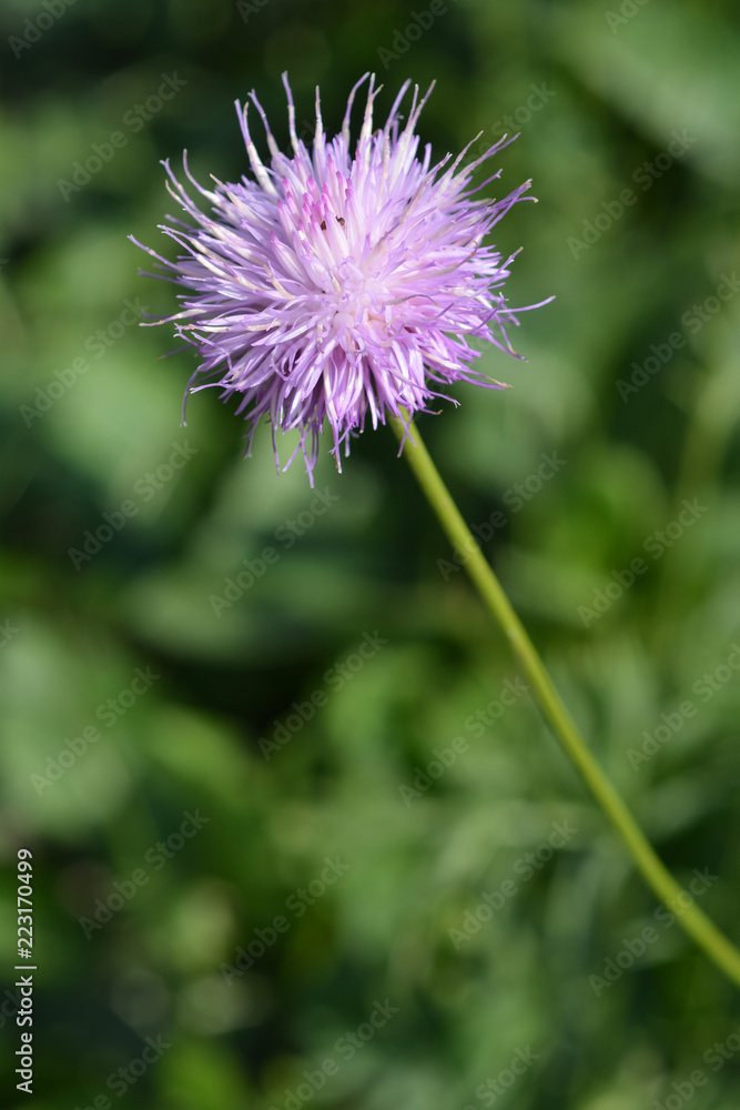 Single-flowered sawwort Single-flowered sawwort